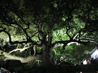 京都　東山　花灯路