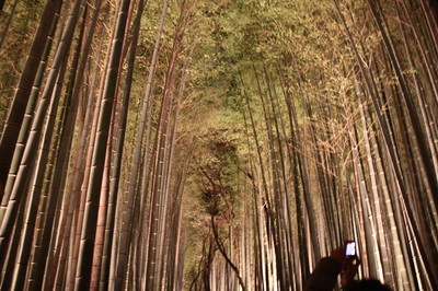 京都　嵐山花灯路